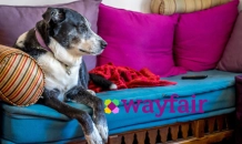 Top-Rated Pet Supplies from Wayfair for Pampered Puppies and Kittens
