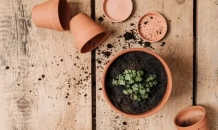 From Seed to Pot: A Gardener Journey