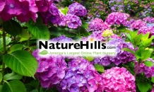 Create Your Dream Garden with NatureHills: Top Plant Picks and Tips