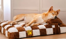 FunnyFuzzy Essentials: Ensuring Your Pet's Comfort and Safety with Every Product